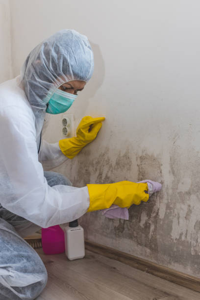 Mold Odor Removal Services in Cynthiana, KY